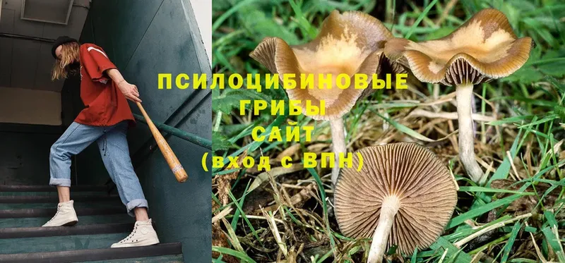 МЕГА ССЫЛКА  где купить   Пушкино  Псилоцибиновые грибы MAGIC MUSHROOMS 